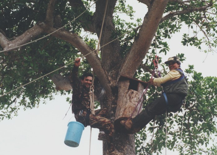 No Sítio Amigos Eco Br, exemplo de intercâmbio de conhecimentos: Marcelo com Neiva Guedes em experiências sobre ninhos artificiais. 
Local: Fazenda Santa Clara, Pantanal do Abobral - MS - Brasil - 1997.
Foto: arquivo CEPEN / 388 / Márcio R. Rikino